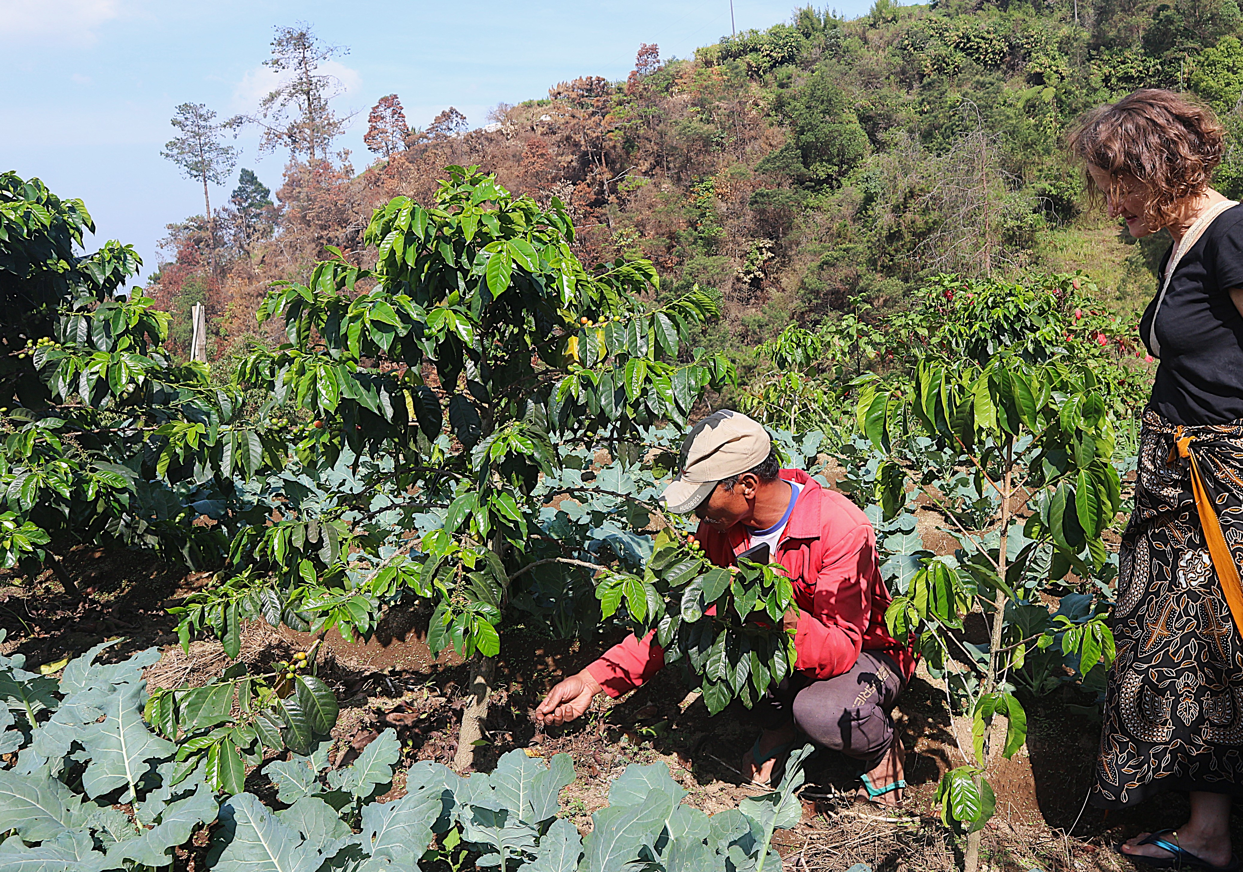 Why Does This Coffee Garden Never Stand Alone?